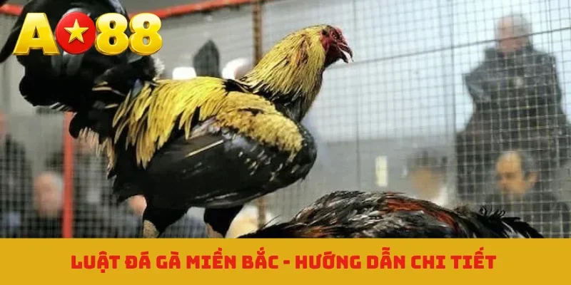 Luật đá gà miền Bắc