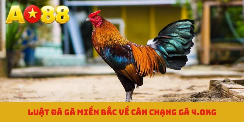 Luật đá gà miền Bắc về cân chạng gà 4.0kg