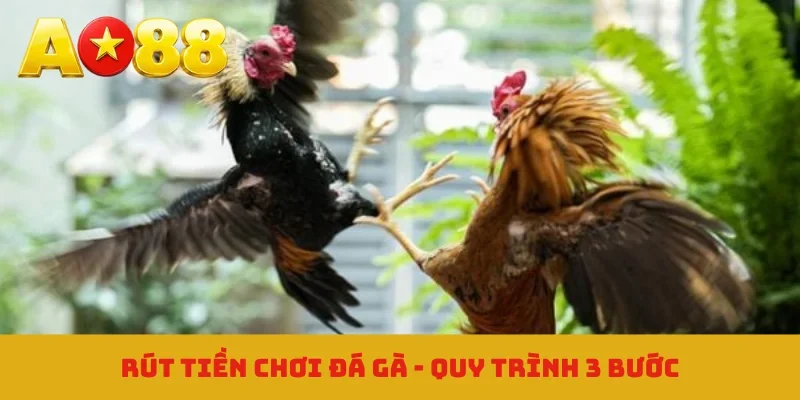 Rút tiền chơi đá gà