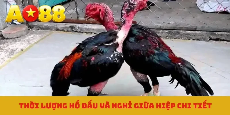 Thời lượng hồ đấu và nghỉ giữa hiệp chi tiết